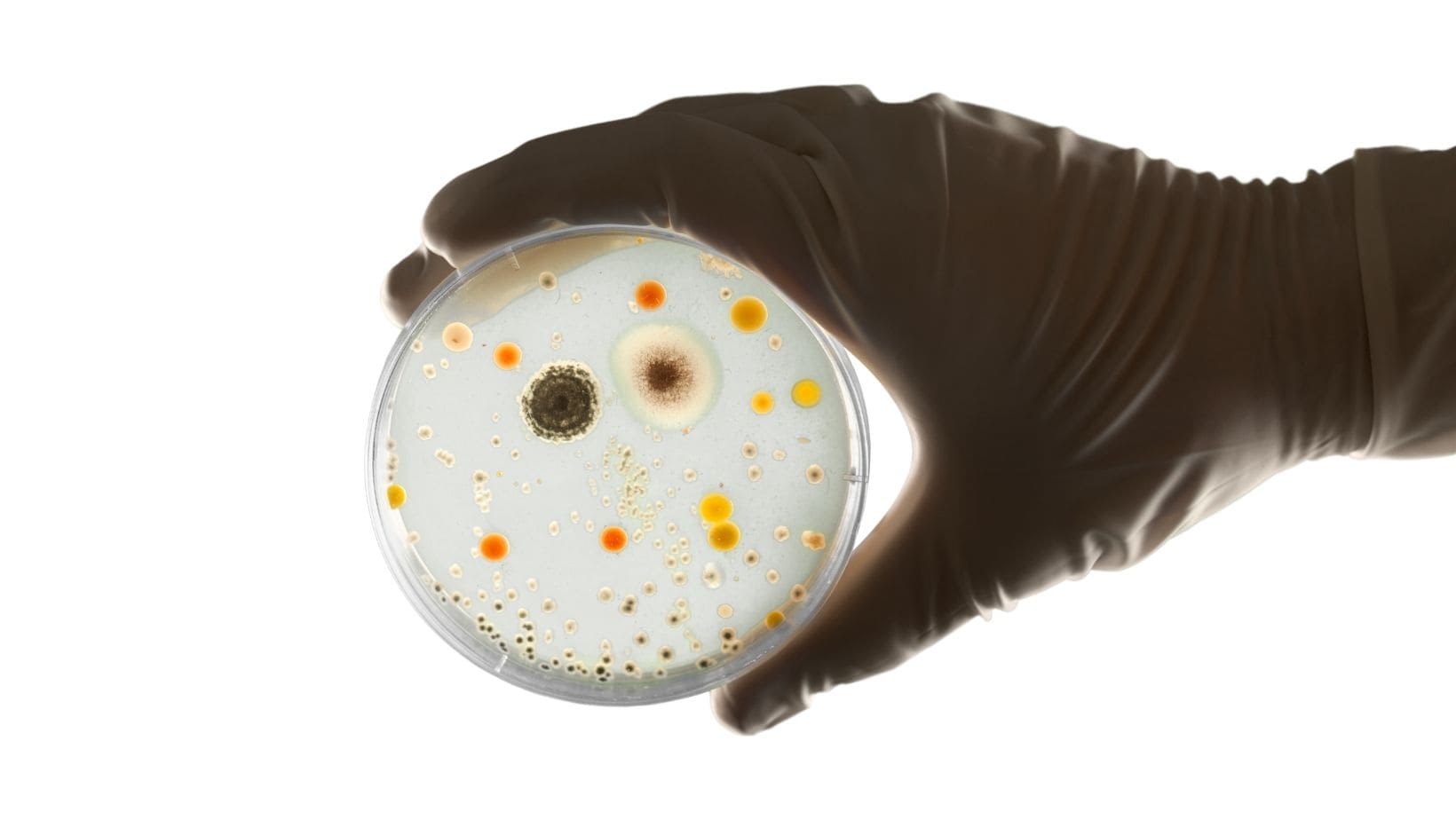 Faut-il être pour ou contre les conservateurs?