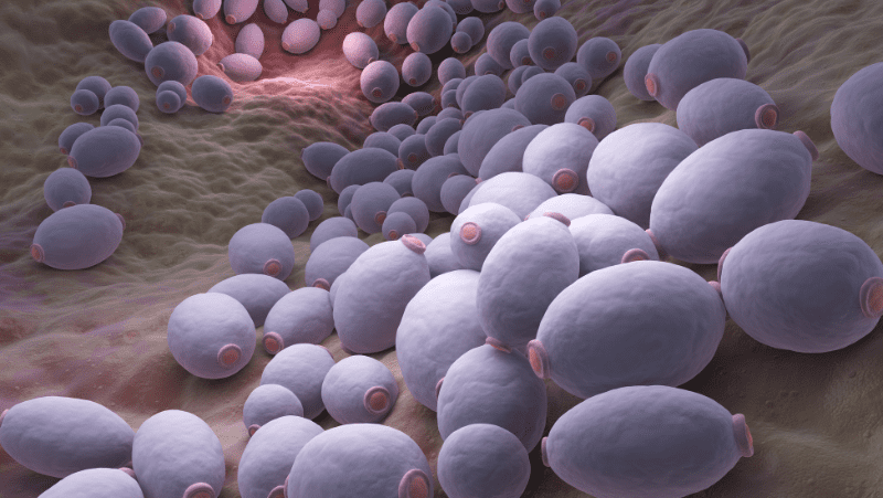 Le Candida albicans et son lien avec les problèmes de peau